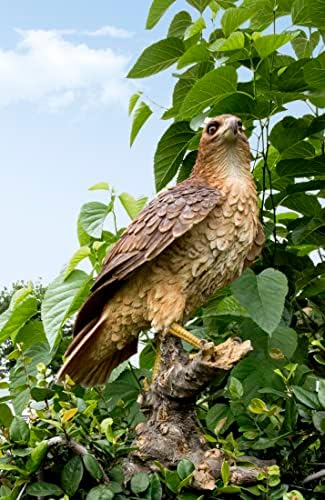 HI-LINE Wild Hawk Standing on Branch Garden Statue by HI-LINEGIFTLTD
