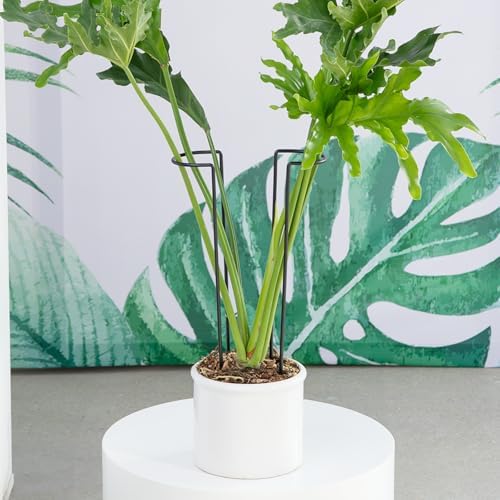 15.5" 10 Pack Large Iron Monstera Trellis - Heavy-Duty Plant Supports - Image 6