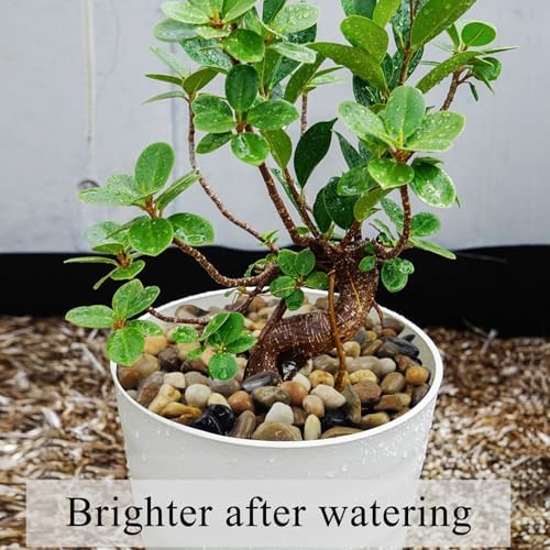 FANTIAN 10 lbs Pea Gravel for Landscaping, 2/5 Inch Size Mixed Color River Rocks for Aquarium, Succulent, Vase Fillers, Cactus Bonsai, Plant Soil Cover and Outdoor Garden Rocks. - Image 6
