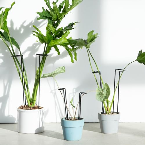 15.5" 10 Pack Large Iron Monstera Trellis - Heavy-Duty Plant Supports - Image 3