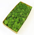 Preserved Reindeer Moss Natural Green DIY Kit Gardenning Art Wall Decor Florist Decor Easter Table Decor Wedding by %E7%8E%B0%E5%9C%A8%E8%B4%AD%E4%B9%B0