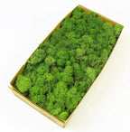 Preserved Reindeer Moss Natural Green DIY Kit Gardenning Art Wall Decor Florist Decor Easter Table Decor Wedding by %E7%8E%B0%E5%9C%A8%E8%B4%AD%E4%B9%B0