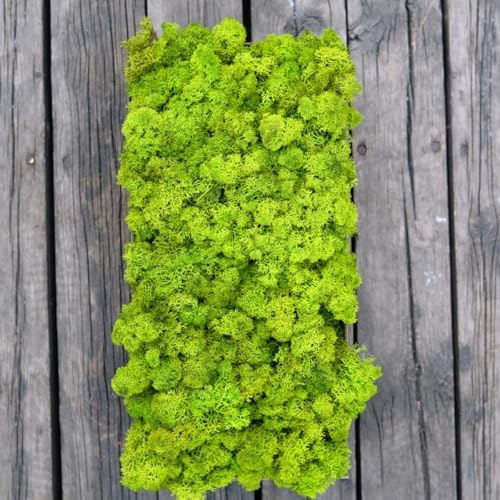 Preserved Reindeer Moss Natural Green DIY Kit Gardenning Art Wall Decor Florist Decor Easter Table Decor Wedding - Image 4