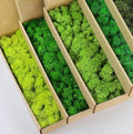 Preserved Reindeer Moss Natural Green DIY Kit Gardenning Art Wall Decor Florist Decor Easter Table Decor Wedding by %E7%8E%B0%E5%9C%A8%E8%B4%AD%E4%B9%B0