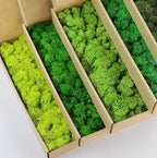 Preserved Reindeer Moss Natural Green DIY Kit Gardenning Art Wall Decor Florist Decor Easter Table Decor Wedding by %E7%8E%B0%E5%9C%A8%E8%B4%AD%E4%B9%B0