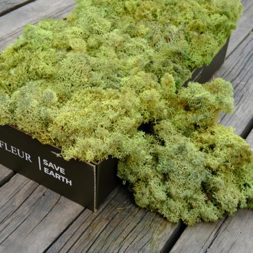 Preserved Reindeer Moss Natural Green DIY Kit Gardenning Art Wall Decor Florist Decor Easter Table Decor Wedding by %E7%8E%B0%E5%9C%A8%E8%B4%AD%E4%B9%B0