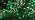 YIQU Solar Christmas Lights Outdoor 2 Pack 144FT 400 LED String Light Green - Image 7