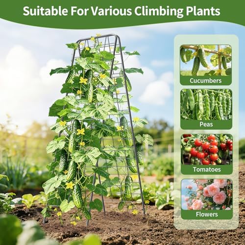 100% Metal Cucumber Trellis for Raised Bed,62"x17" A-Shape Garden Plant Support for Climbing Plants, Heavy Duty Metal Garden Trellises Plant Support for Vine Vegetables Outdoor (Black, 62x17inch(H*W)) - Image 5