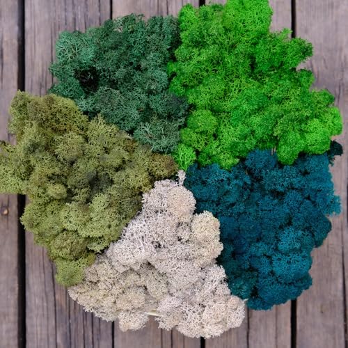 Preserved Reindeer Moss Natural Green DIY Kit Gardenning Art Wall Decor Florist Decor Easter Table Decor Wedding by %E7%8E%B0%E5%9C%A8%E8%B4%AD%E4%B9%B0