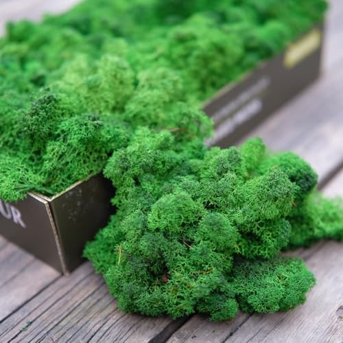 Preserved Reindeer Moss Natural Green DIY Kit Gardenning Art Wall Decor Florist Decor Easter Table Decor Wedding by %E7%8E%B0%E5%9C%A8%E8%B4%AD%E4%B9%B0