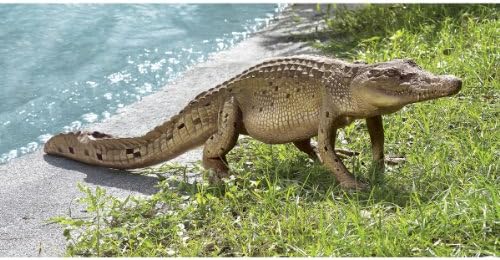 The Grand-Scale The Walking Crocodile Statue - Image 5