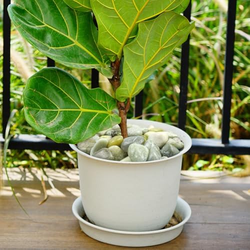 YISZM 20lbs Jade River Rocks, 1-2 Inch Natural Pebbles for Indoor Plants, High Polished Decorative Stones Vase Filler Fish Tank Aquariums Landscaping Garden Outdoor and Indoor DIY - Image 6