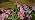 LETMY Solar Flower Lights, 4 Pack Solar Garden Lights with 24 Lily Flowers - Image 7