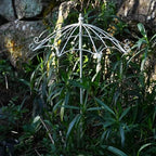 Vintage Garden Trellis, Umbrella Shape, Antique Craftsmanship, Heavy Duty Rustproof Iron Plant Trellis For Potted Plant Support Metal Climbing Rose Trellis Vine Vegetable Cucumber ( Color : Antique Wh - Image 6
