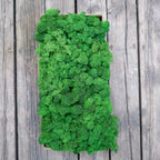 Preserved Reindeer Moss Natural Green DIY Kit Gardenning Art Wall Decor Florist Decor Easter Table Decor Wedding - Image 3