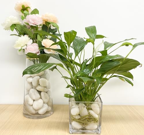 FANTIAN 20 lbs White Pebbles for Indoor Plants, 0.8-1.2 inch Small River Rocks for Plants. Decorative White Stones for Planters Vase Fish Tank and Outdoor Garden Landscaping Rocks - Image 6