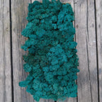 Preserved Reindeer Moss Natural Green DIY Kit Gardenning Art Wall Decor Florist Decor Easter Table Decor Wedding by %E7%8E%B0%E5%9C%A8%E8%B4%AD%E4%B9%B0