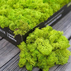 Preserved Reindeer Moss Natural Green DIY Kit Gardenning Art Wall Decor Florist Decor Easter Table Decor Wedding by %E7%8E%B0%E5%9C%A8%E8%B4%AD%E4%B9%B0