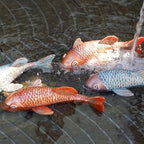 Antique Ceramic Koi Fish Garden Statues - Set of 2 | Exquisite Fish Sculptures for Outdoor, Patio, Pond, and Garden Decorations (Brassy) - Image 2