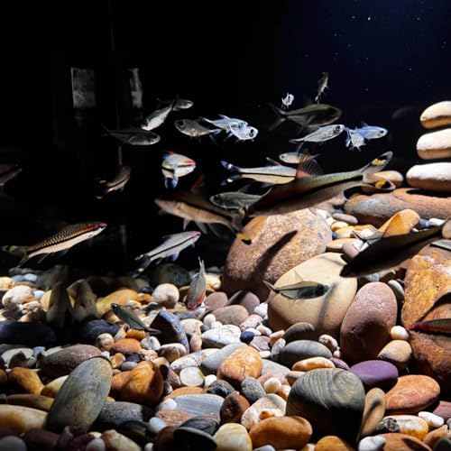 FANTIAN 40 lbs River Rocks for Landscaping,1-2 Inch Pebble Decorative Stone - Image 6