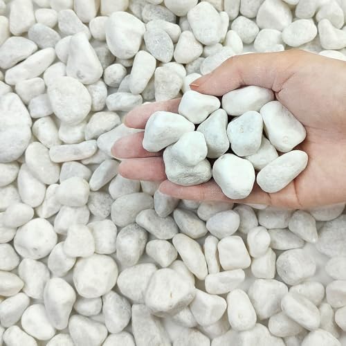 FANTIAN 10 lbs White River Rocks for Garden, 0.5-1 Inch Pebbles for Indoor Plants, Decorative Stones for Landscaping, Succulent, Vases, Aquariums and Zen Garden by FANTIAN-GardeningMakesLifeBetter