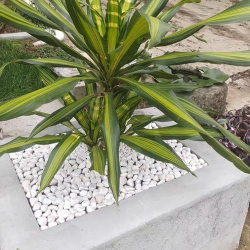 FANTIAN 20 lbs White Stones for Landscaping, 1-2 Inch Pebbles Decorative River Rocks for Plants Indoor, Vases, Aquariums Gravel, Crafting and Garden - Image 5