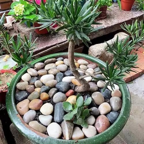 40lbs River Rocks for Landscaping, 1-2 Inch Mixed Colors Pebbles - Image 6