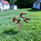 Metal Carnivorous Plant Garden Stake, Venus Flytrap Yard Art Decor, Outdoor Decorative Plant Stake Sculpture for Lawn Garden Patio Halloween Gothic Yard Decoration (Small-1pc) by CatchDragon