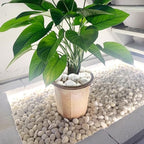 FANTIAN 10 lbs White River Rocks for Plants, Decorative Stones for Vase - Image 5