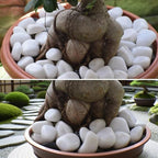 20lbs White Rocks for Landscaping,2-3 Inch Decorative Pebbles for Plants,River Rocks for Backyard,Flower Beds, Indoor Fountains, Paths, Aquarium Vase,Outdoor Garden - Image 5
