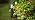 GOODSMANN Landscape Lighting Low Voltage Landscape Lights 1PK 3W LED 120 Lumen Outdoor Bollard Pathway Light Warm White 12V AC with Metal Stake Cable Connector 9126-43201-01A - Image 7