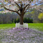 DOITOOL Flexible White Picket Fence Garden Border, 5 Pcs Decorative Landscape Edging Fences, Grass Lawn Flowerbeds Plant Borders, White (Overall Length 120 Inches) - Image 3
