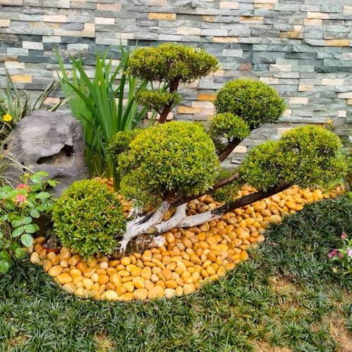YISZM 10lbs Yellow River Rocks, 1-2 Inch Natural Pebbles for Indoor Plants, High Polished Decorative Stones Vase Filler Fish Tank Aquariums Landscaping Garden - Image 3