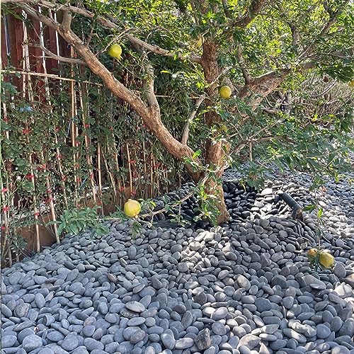 FANTIAN 40 lbs Black River Rocks for Landscaping, 2-3 Inch Pebbles - Image 6