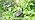 Solar Butterfly Garden Lights, 4 Pack 32 Swaying Butterflies - Image 7