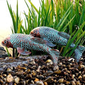 Set of 2 Antique Koi Fish Statue, Outdoor Garden Sculpture for Patio, Backyard, Pond, and Home Decor by GardenArt