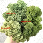 Preserved Reindeer Moss Natural Green DIY Kit Gardenning Art Wall Decor Florist Decor Easter Table Decor Wedding - Image 2
