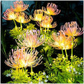 Solar Garden Lights Outdoor, LED Glowing Flower & Stem (4 Pack) by DooYard