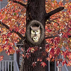 Yosoo Owl Tree Hugger Garden Statue Tree Face Decor Hole Hanger Animal Sculpture with Handmade Resin Mom Baby Owl Design for Outdoor Yard Garden Decoration - Image 4