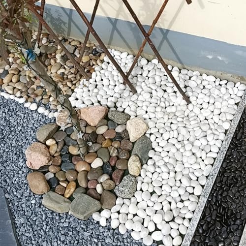 FANTIAN 40 lbs White River Rocks for Landscaping, Pebbles for Plants - Image 4