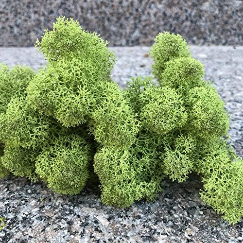 Preserved Reindeer Moss Natural Green DIY Kit Gardenning Art Wall Decor Florist Decor Easter Table Decor Wedding - Image 6
