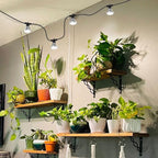 SANSI Hanging Grow Light for Indoor Outdoor Plants, 72W IP65 Waterproof - Image 2
