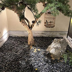 FANTIAN 20 lbs Black Stones for Landscaping, 0.8-1.2 Inch Rocks for Plants - Image 4