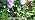 KOOPER Solar Delphinium Flower Lights Outdoor, 8 Pack, 72 LEDs, Waterproof - Image 7