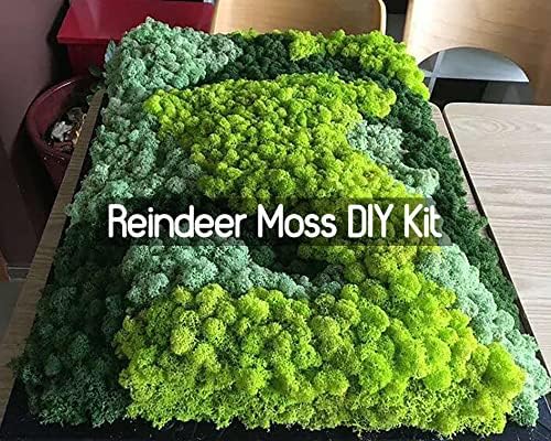 Preserved Reindeer Moss Natural Green DIY Kit Gardenning Art Wall Decor Florist Decor Easter Table Decor Wedding - Image 6