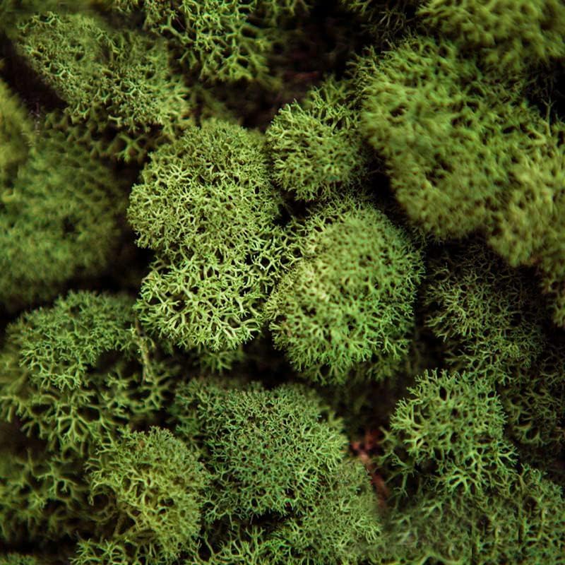 Preserved Reindeer Moss Natural Green DIY Kit Gardenning Art Wall Decor Florist Decor Easter Table Decor Wedding - Image 2