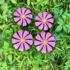 Rusty Metal Wild Flowers Garden Stakes 11.82 x 8.47 inches, Decorative Flowers Yard Stake Metal Art for Outdoor Garden Lawn Decor (Purple-1) - Image 5