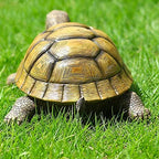 Turtle Garden Statue,Outdoor Figurine,Indoor Tortoise Sculpture Colloction - Image 4