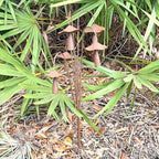 Mushroom Garden Rain Bell Stake, 30 Inch Brown Metal Sculpture - Image 7