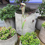 Whimsical Metal Carnivorous Plant Garden Stake Pitcher Plant Sculpture - Image 6